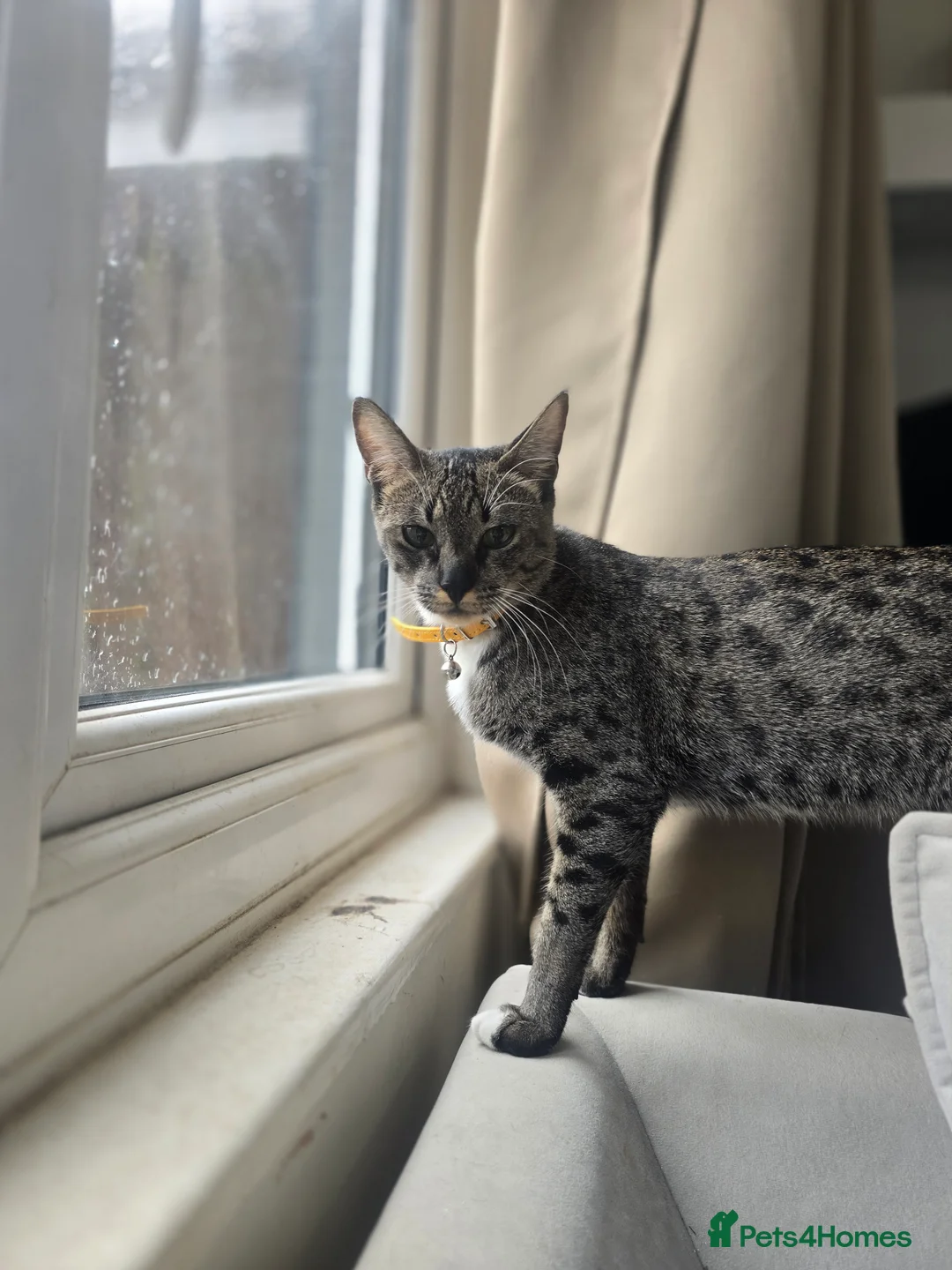 Bengal cats for sale: 🌟 Savannah × Snow Bengal Kittens 🌟 RARE - Advert 17