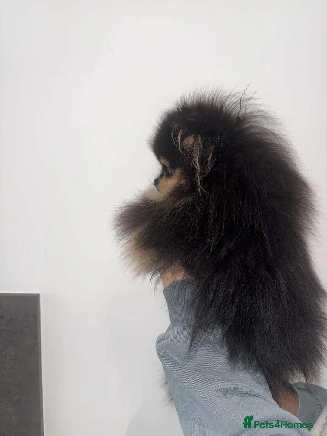 Pomeranian dogs for sale: 10 month old boy - Advert 4