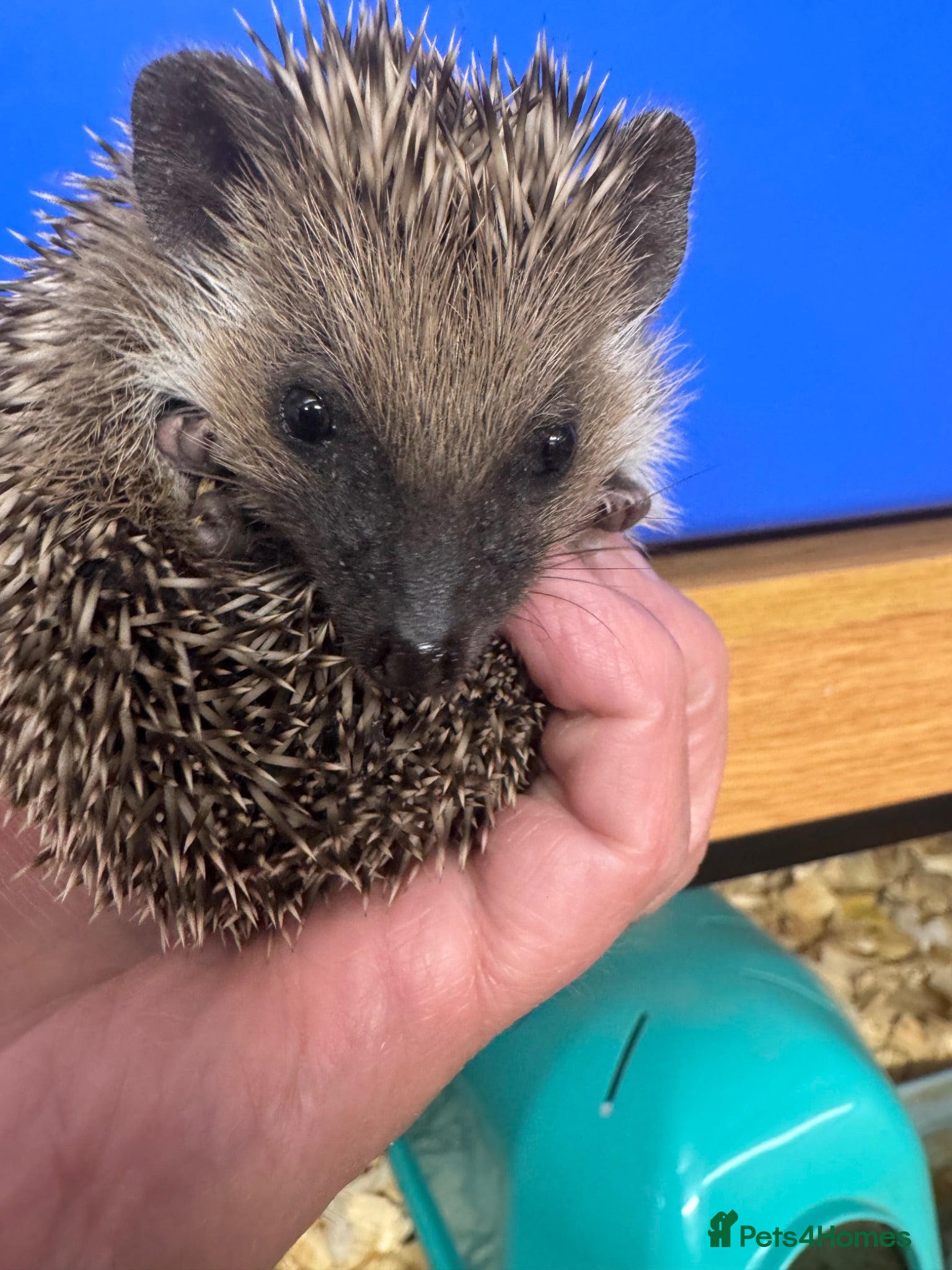 Pygmy Hedgehog rodents 8 week hoglets READY  with/ without set up  - Advert 1