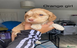 Cockapoo dogs for sale: Beautiful 5⭐️ F1 Cockapoos! - Image 2