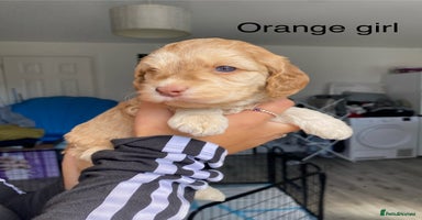 Cockapoo dogs - Advert 5