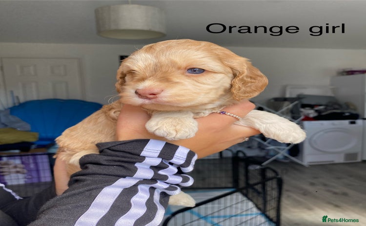 Cockapoo dogs - Advert 5