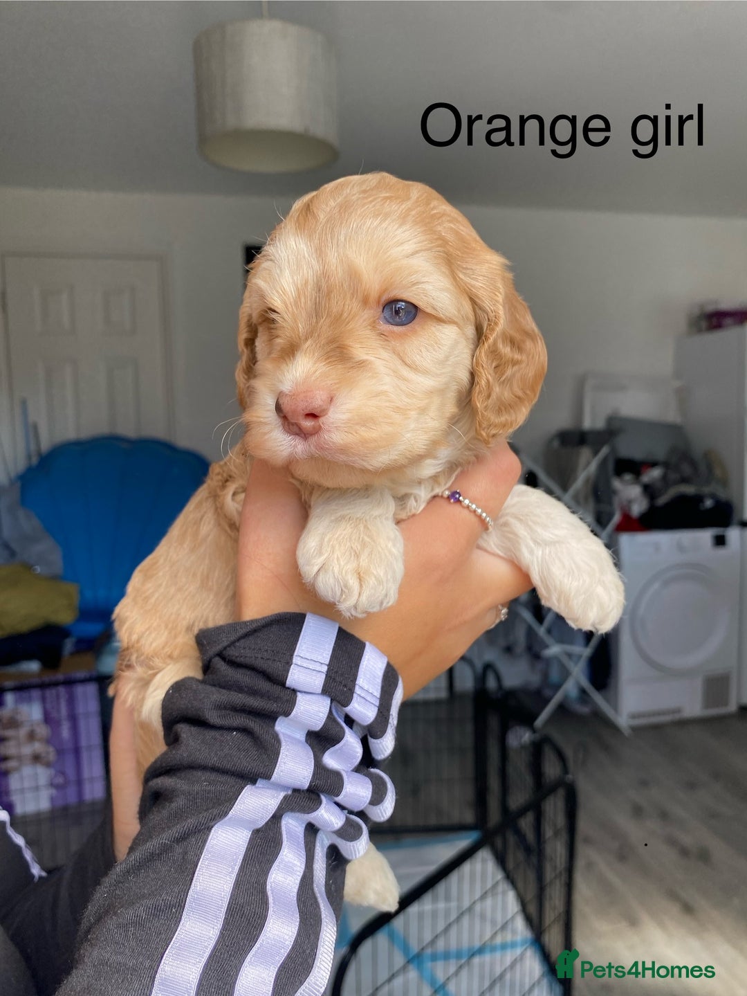 Cockapoo dogs for sale: Beautiful 5⭐️ F1 Cockapoos! - Image 2
