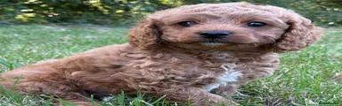 Cavapoo Puppy 2