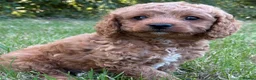 Cavapoo dogs for sale: Cavapoo puppies  - Advert 6