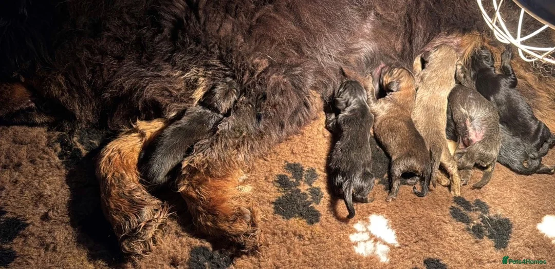 Tibetan Mastiff dogs for sale: Ready now: Outstanding Tibetan Mastiff Puppies - Advert 14