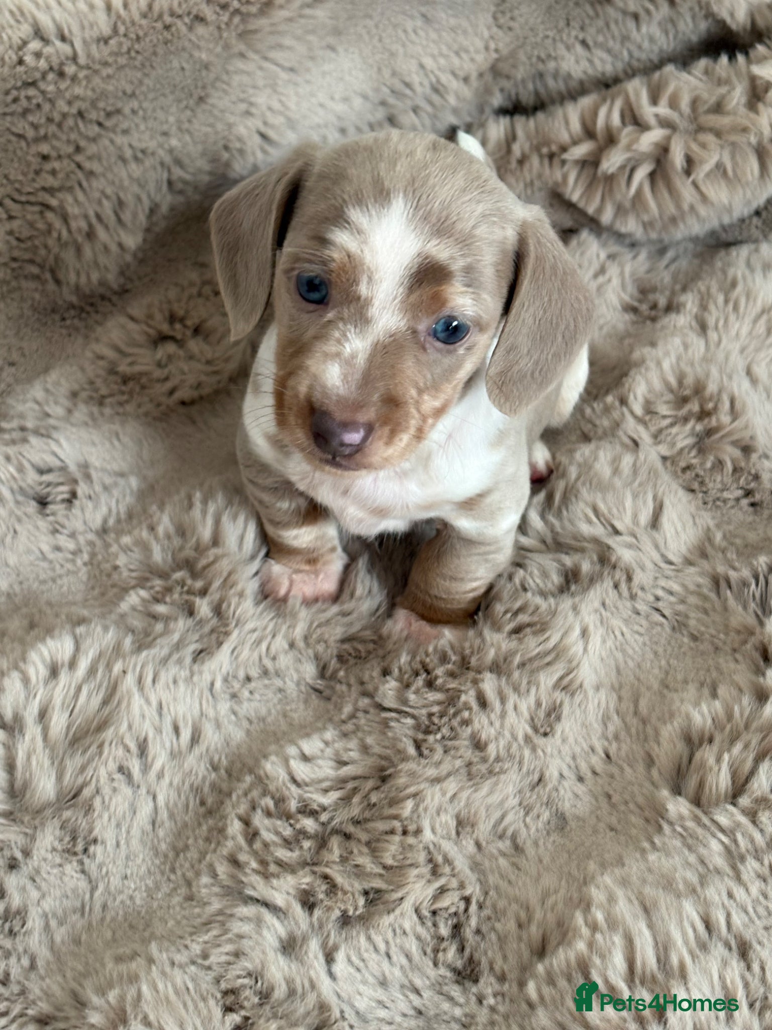 Miniature Dachshund dogs KC reg miniature dachshunds for sale  - Advert 1