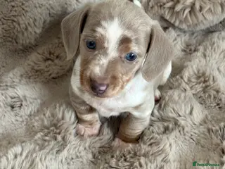 Miniature Dachshund dogs KC reg miniature dachshunds for sale - Advert 1