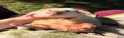 Rat rodents for sale: Wonderful elderly pet rat  in Crawley - Advert 1