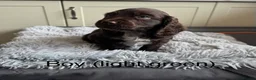 Sprocker dogs for sale: Sprocker Spaniel puppies - Advert 17
