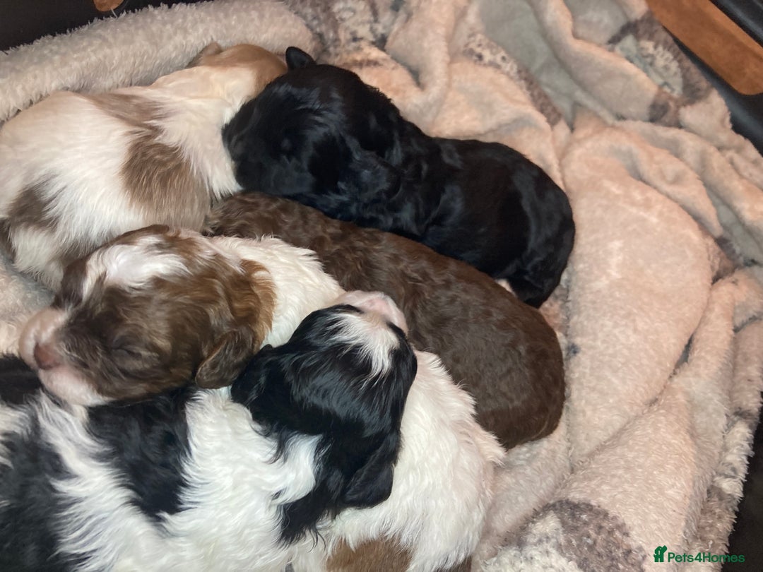 Shihpoo dogs for sale: 5 star rated Toy shihpoo puppies - Image 34