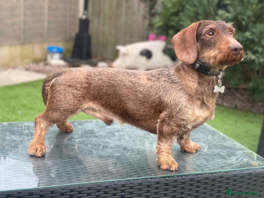 Dachshund dogs for sale: Stunning KC Registered Dachshund Puppies in Cheadle - Image 38