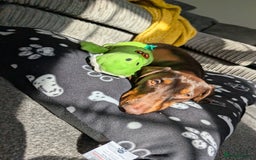 Dachshund dogs for sale: Slinky  - Image 10