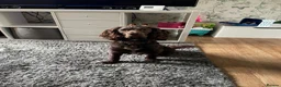 Cocker Spaniel dogs for stud: George  in Walsall - Advert 2