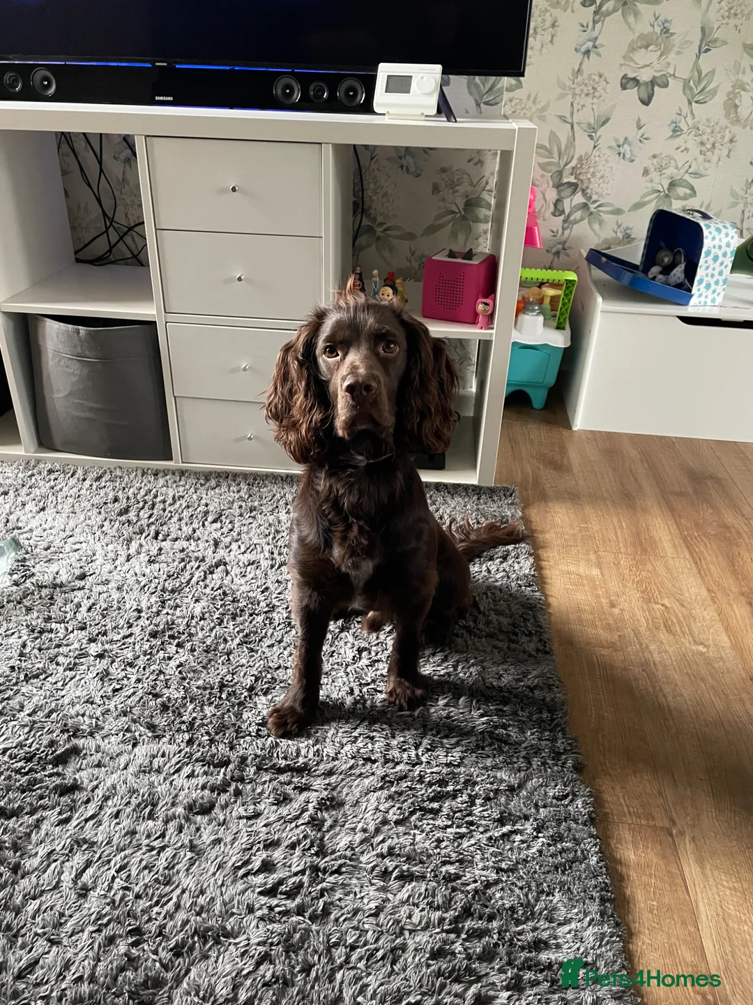Cocker Spaniel dogs for stud: George  in Walsall - Advert 2