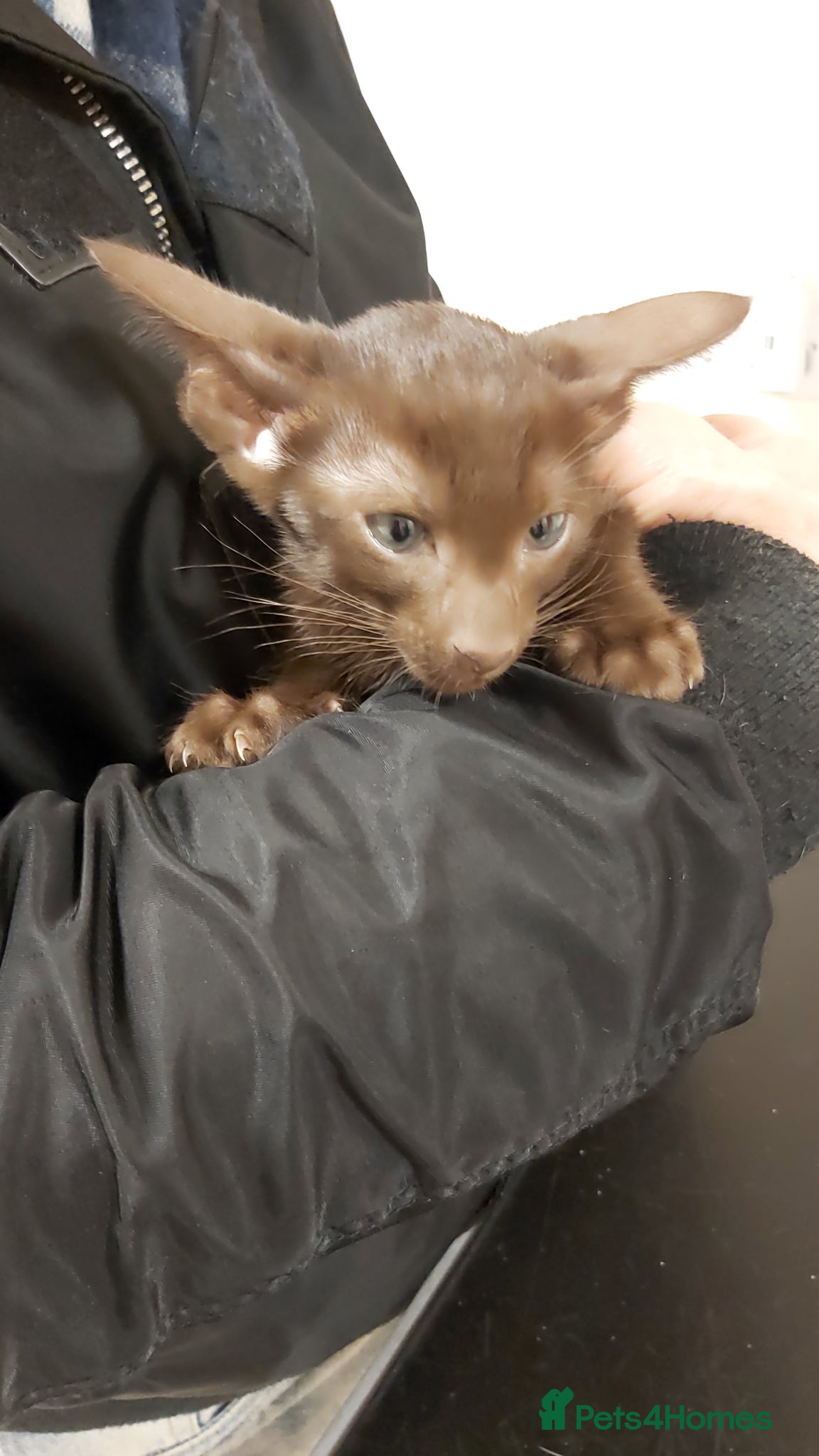 Oriental cats Full Pedigree Oriental 2 Kittens XL size ears GCCF - Advert 9