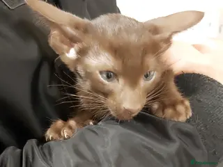 Oriental cats Full Pedigree Oriental 2 Kittens XL size ears GCCF - Advert 9