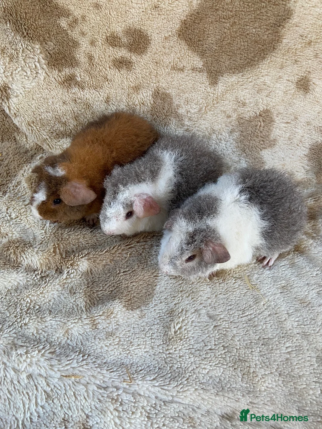 Guinea Pig rodents for sale: Baby male Teddy Guinea Pigs  - Advert 2