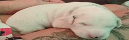 Dalmatian dogs for sale: Dalmatian puppies - Advert 3