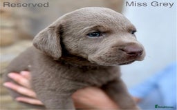 Labrador Retriever dogs for sale: 2 Males left - Ready to leave on the 15th August  in Wetherby - Image 11