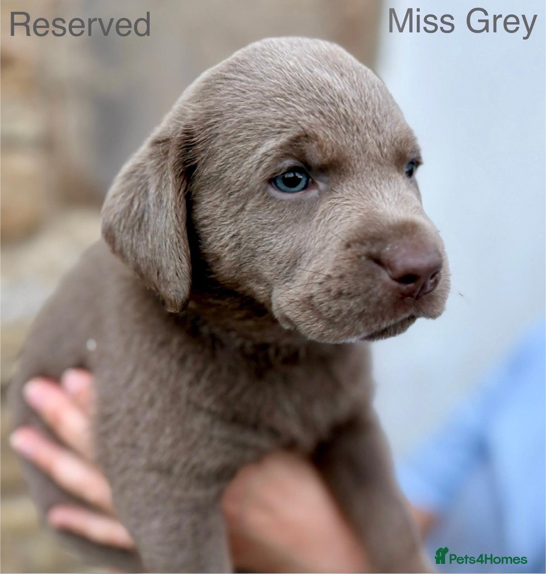 Labrador Retriever dogs for sale: 2 Males left - Ready to leave on the 15th August  in Wetherby - Image 11