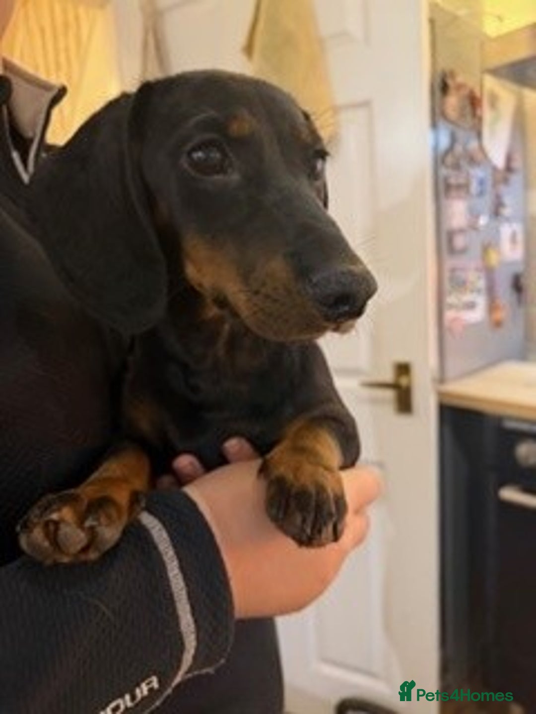 Miniature Dachshund dogs for sale: 4 month old Black and Tan Miniature Dachshund - Advert 3