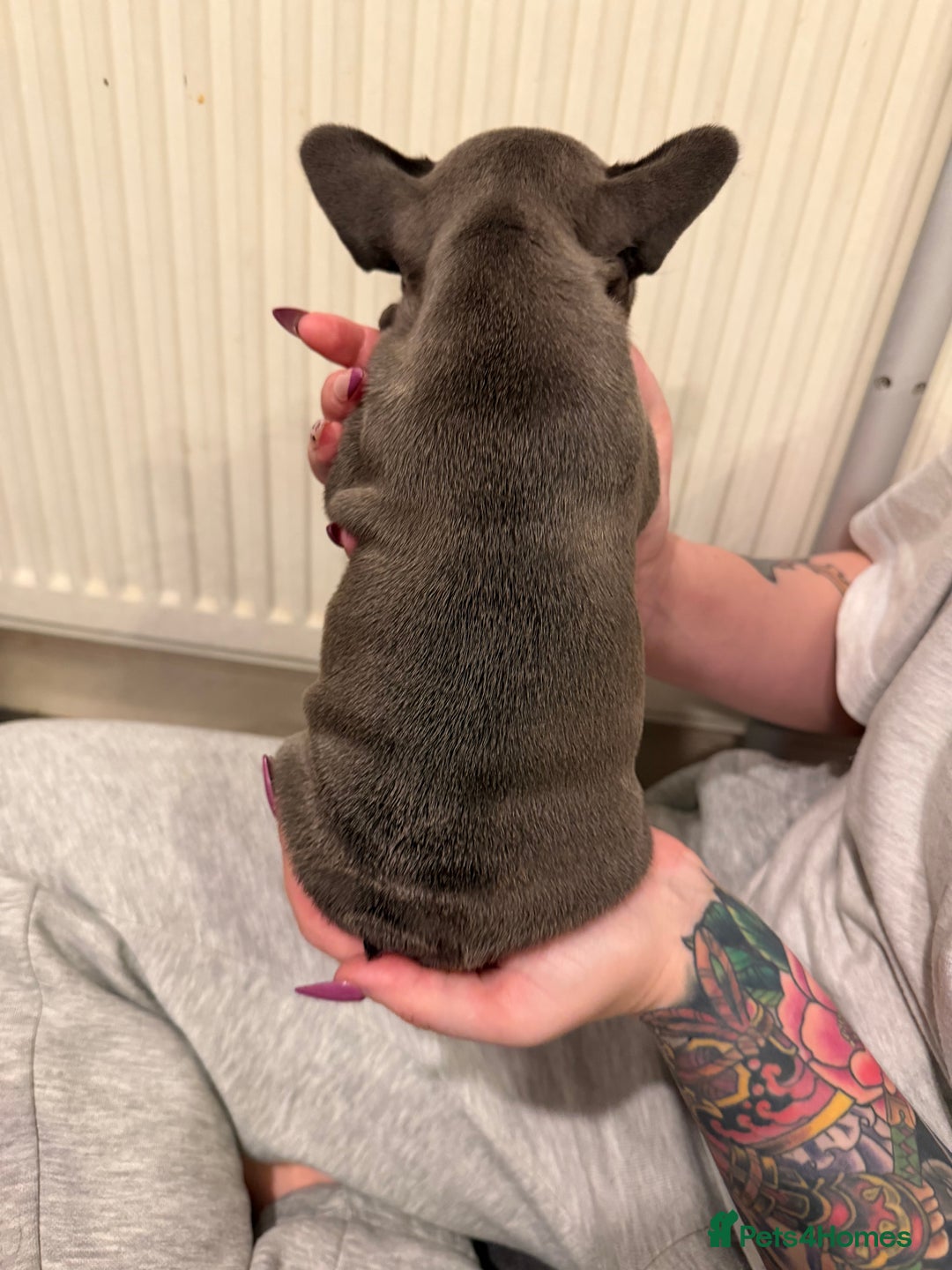 French Bulldog dogs for sale: Beautiful French bulldog puppies 🐶  - Advert 8