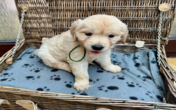 Golden Retriever dogs for sale: **LAST MALE** KC Reg Golden Retriever Puppies - Image 14