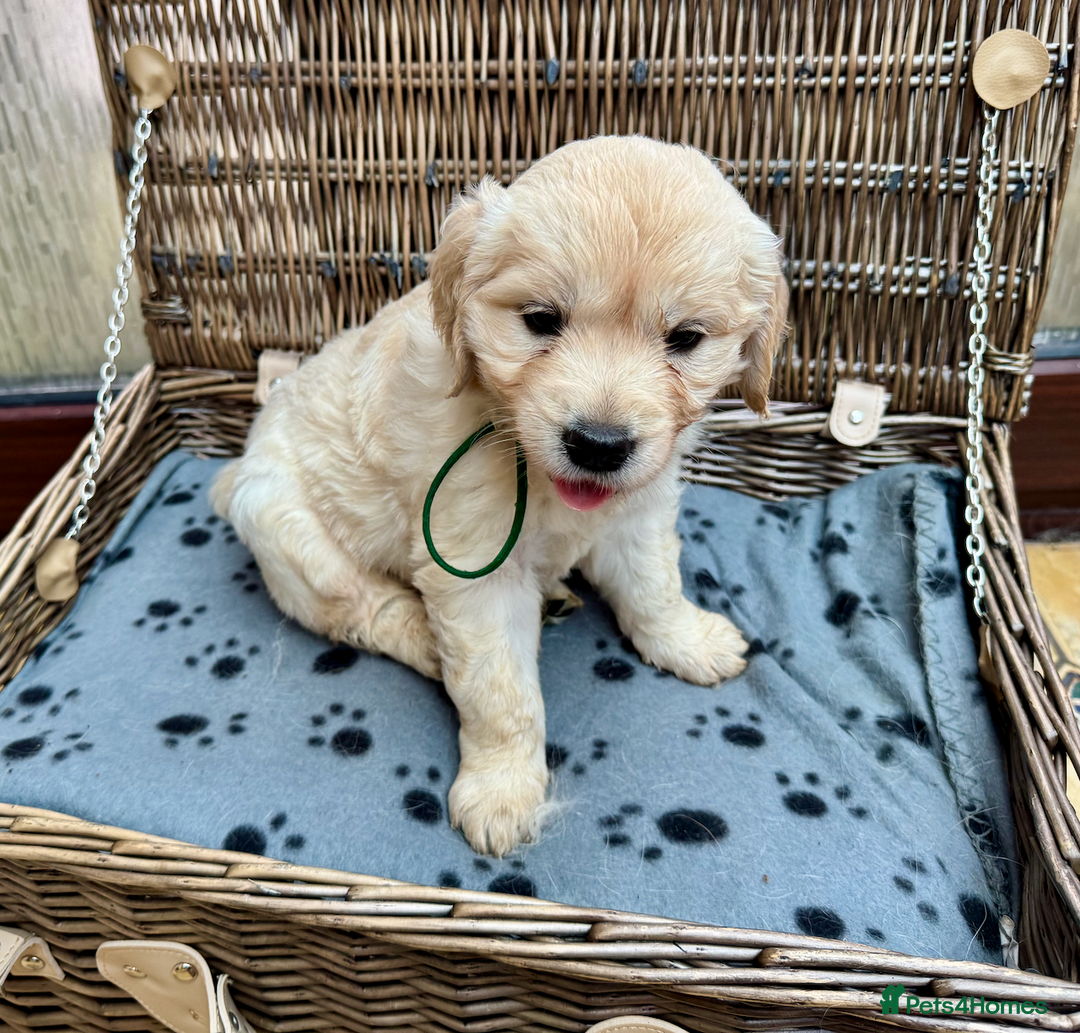 Golden Retriever dogs for sale: **LAST MALE** KC Reg Golden Retriever Puppies - Image 14