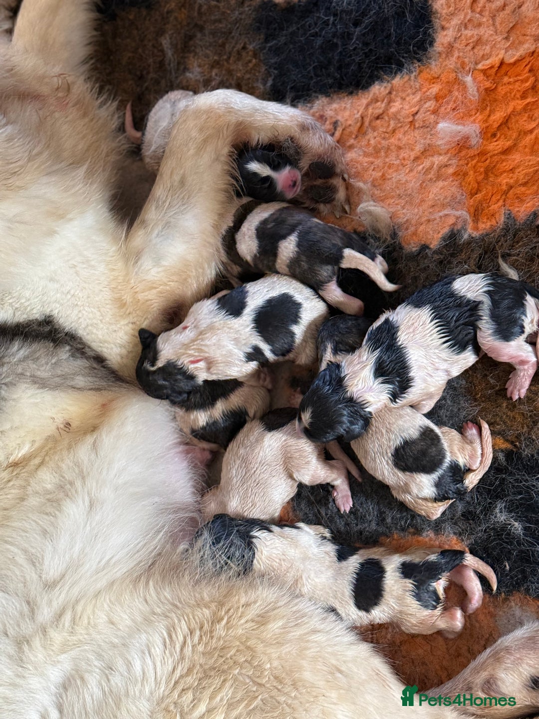 Pyrenean Mastiff dogs for sale: KC registered Pyrenean Mastiffs - Image 2