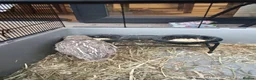 Quail poultry for sale: 2 eight week old quails in Manchester - Advert 2