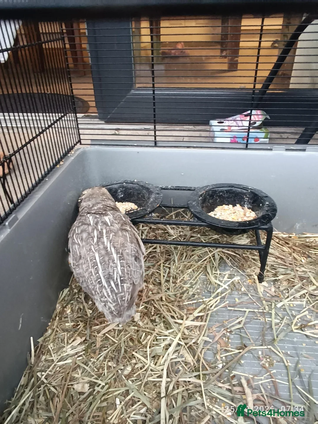 Quail poultry for sale: 2 eight week old quails in Manchester - Advert 2