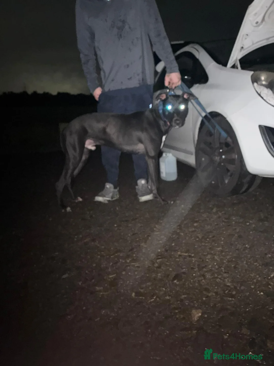 Lurcher dogs for sale: Bull x for sale  in Glasgow - Advert 2