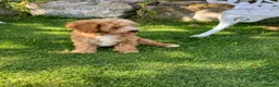 Cavapoochon dogs for sale: Gorgeous F1b Cavapoochon puppies - Advert 23