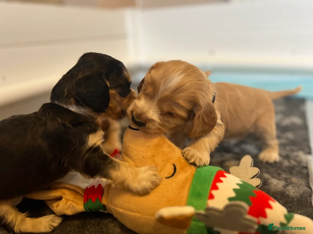 Cocker Spaniel dogs for sale: Exceptional Health Tested Show Cocker Spaniel - Advert 8