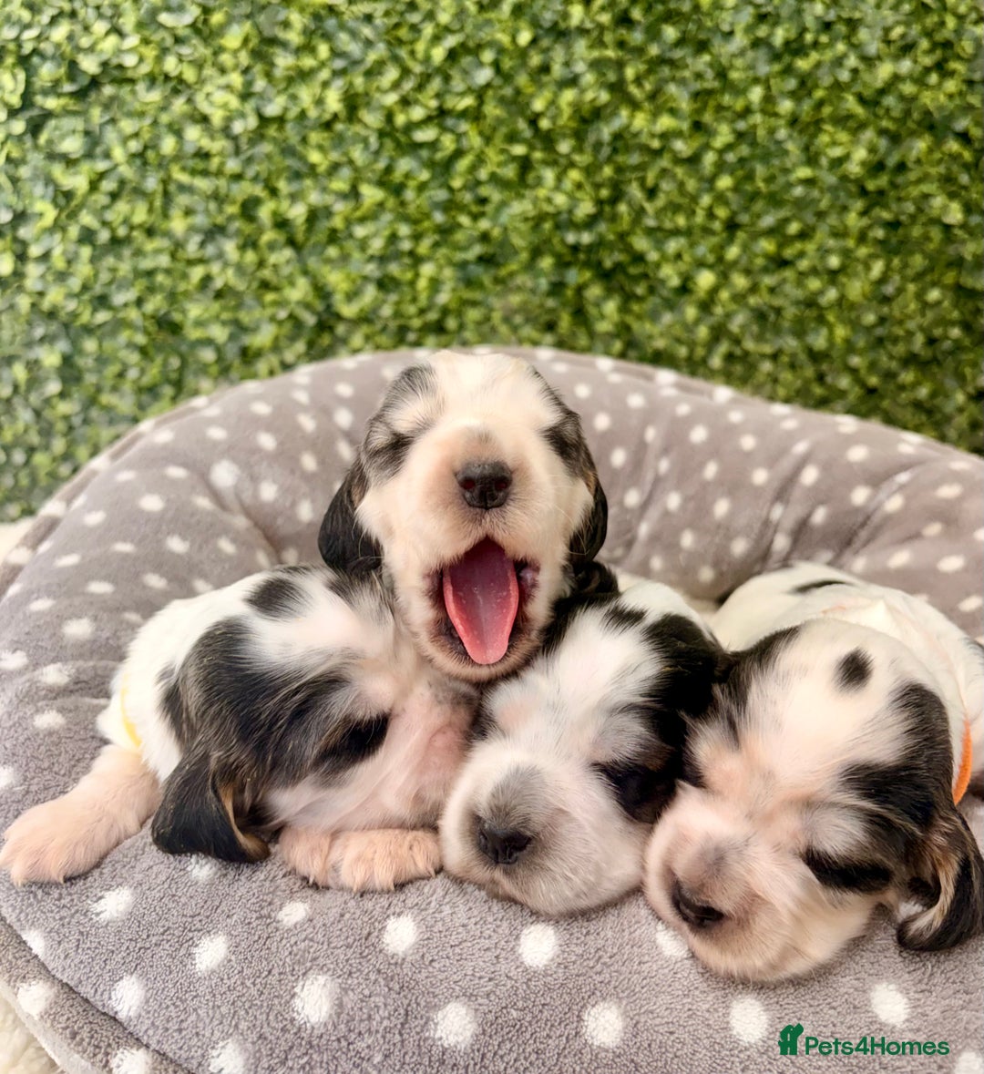 Cocker Spaniel dogs for sale: 🖤🤍 KC REG Show Cocker Spaniel Puppies For Sale - Advert 10