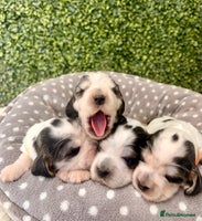 Cocker Spaniel dogs 🖤🤍 KC REG Show Cocker Spaniel Puppies For Sale - Advert 5