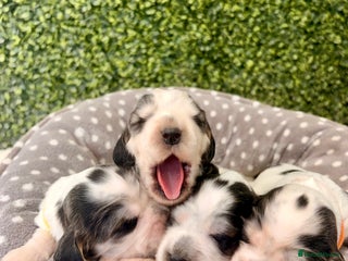 Cocker Spaniel dogs 🖤🤍 KC REG Show Cocker Spaniel Puppies For Sale - Advert 4