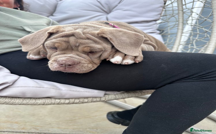Olde English Bulldogge dogs in Bury Saint Edmunds - Advert 1