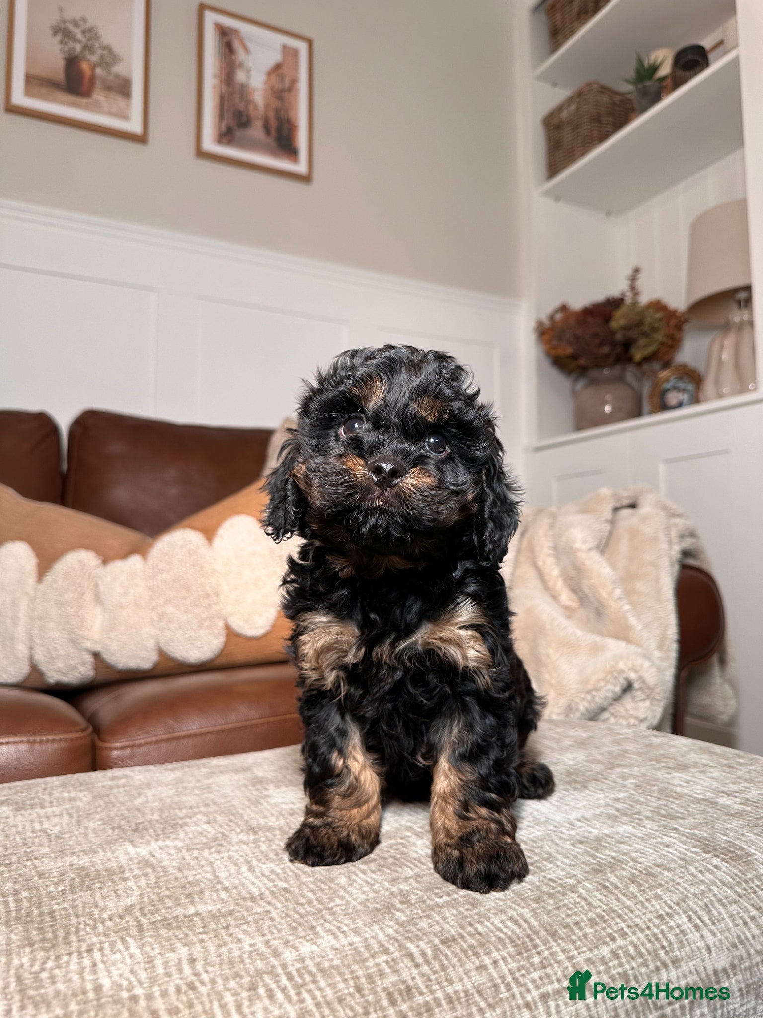 Cavapoo dogs Adorable Cavapoo puppies. Health tested Parent.  - Advert 1
