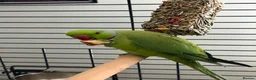 Ringnecks birds for sale: Beautiful Indian ringneck  in Corby - Advert 2