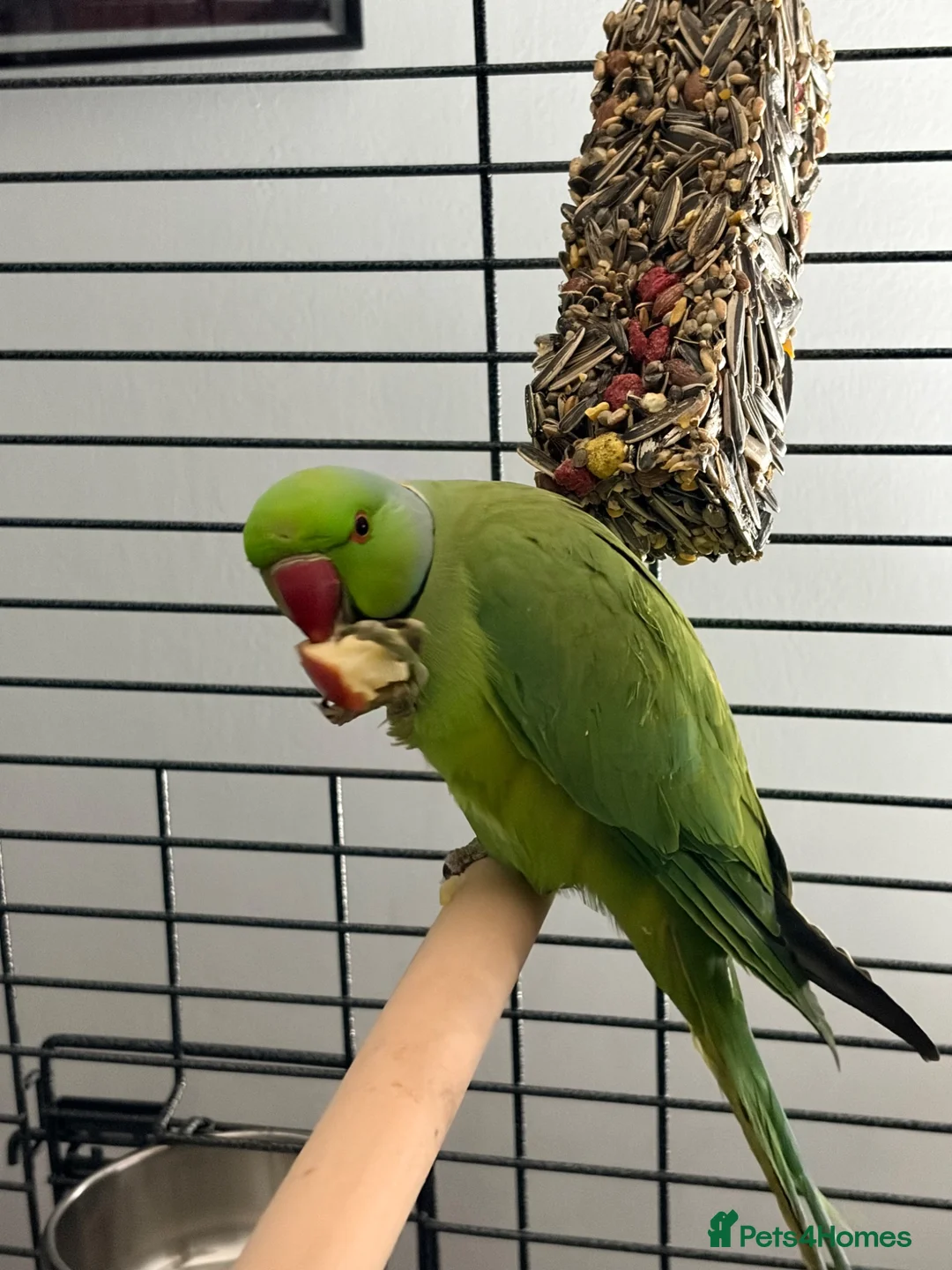 Ringnecks birds for sale: Beautiful Indian ringneck  in Corby - Advert 2