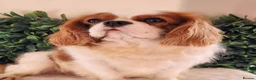 Cavalier King Charles Spaniel dogs for stud: Beautiful extensively health tested Cavalier Stud  in Wisbech - Advert 7