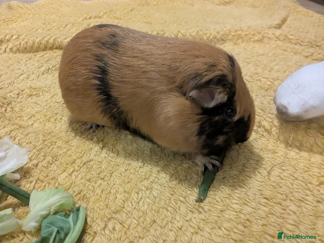 Guinea Pig rodents for sale: Guinea pigs bonded girls - Advert 4