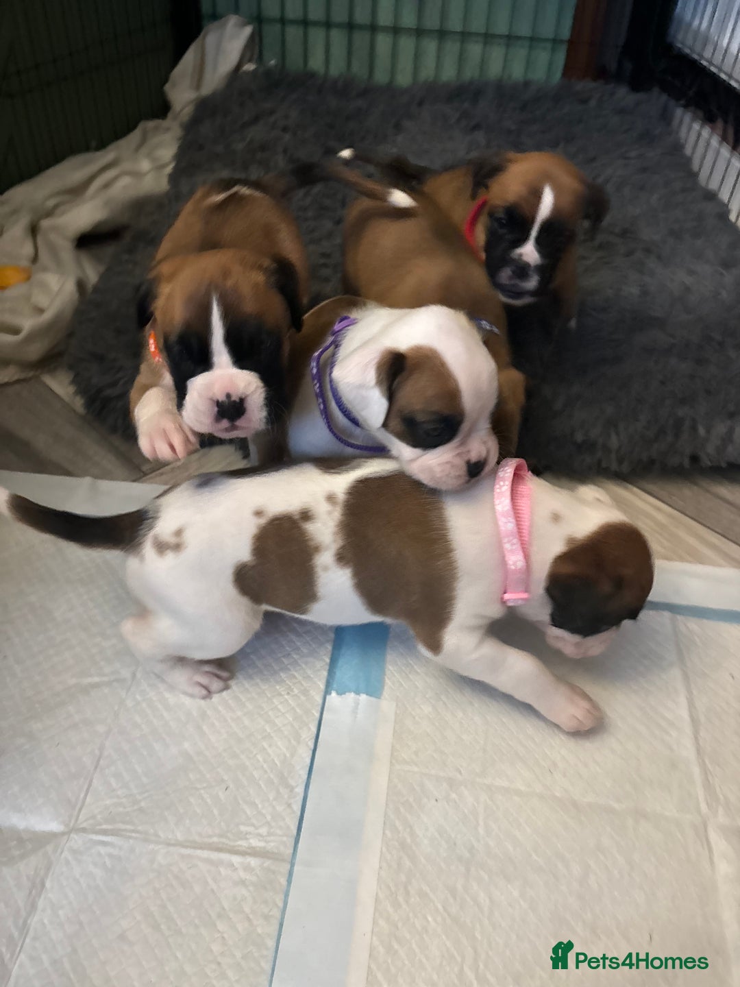 Boxer dogs for sale: Boxer puppies 5 bitches 1 boy  - Advert 14