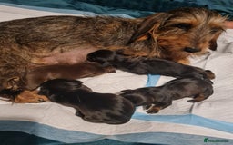 Dachshund dogs for sale: Miniature Wire haired Dachshund Puppies  - Image 7