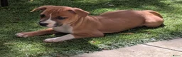 Staffordshire Bull Terrier dogs for sale: Staffordshire bull terrier  - Advert 1