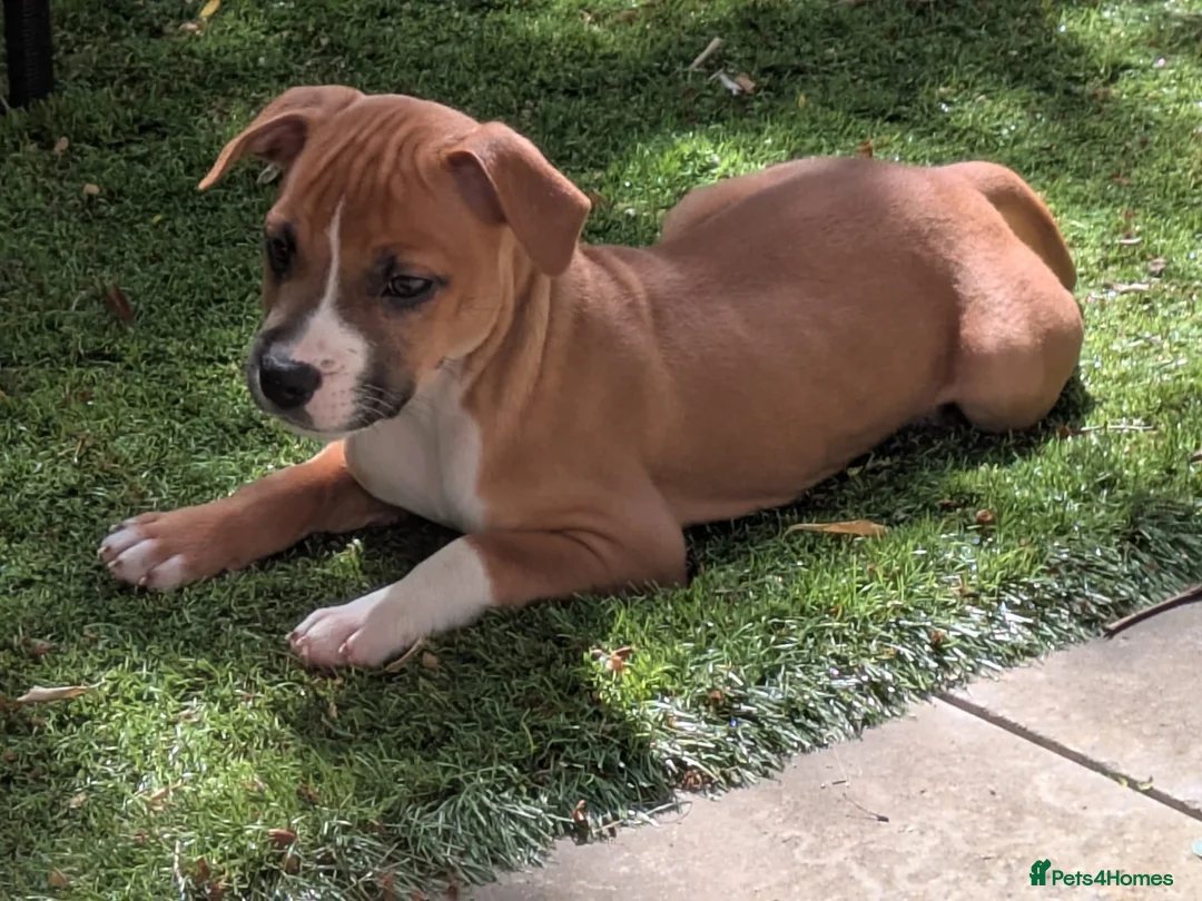 Staffordshire Bull Terrier dogs for sale: Staffordshire bull terrier  - Advert 1