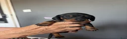 Miniature Dachshund dogs for sale: Miniature Dachshund for sale! - Advert 5