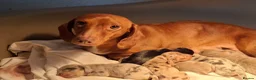 Miniature Dachshund dogs for sale: Stunning Miniature Dachshund Puppies  - Advert 31